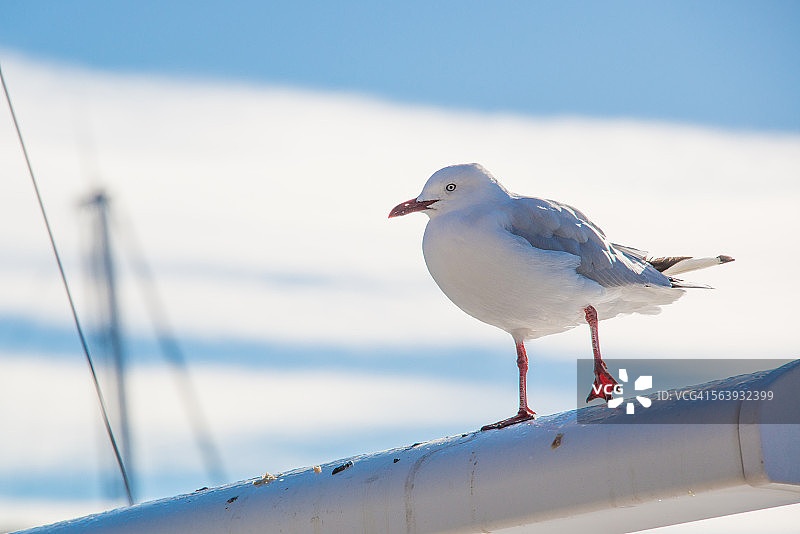 栏杆上的海鸥图片素材