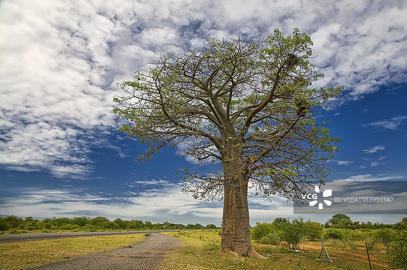猴面包树图片素材