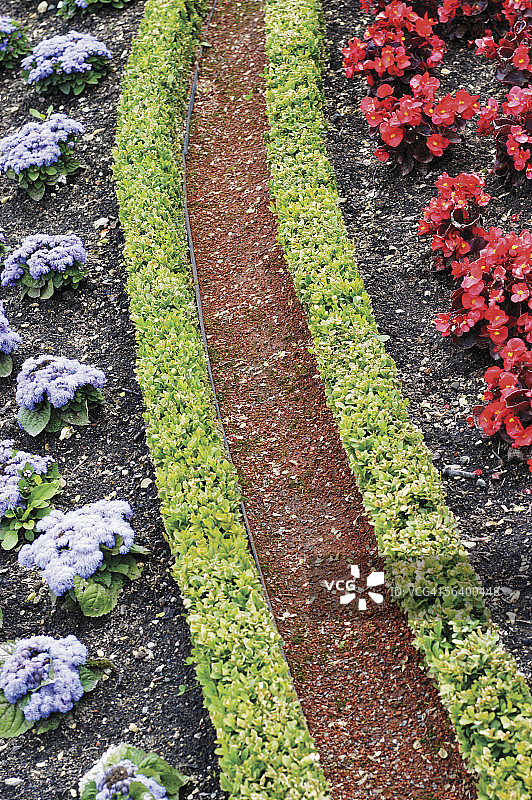 香雪球、秋海棠和黄杨木图片素材