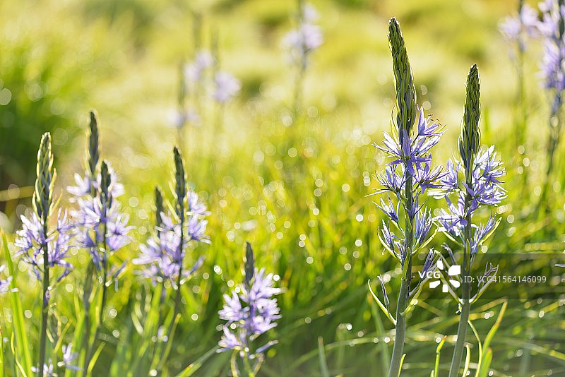 阔叶香草图片素材