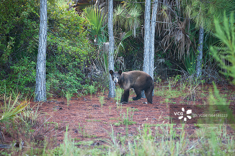 清晨的佛罗里达黑熊图片素材
