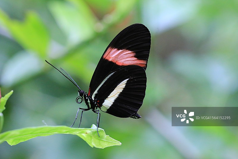 邮递员蝴蝶图片素材