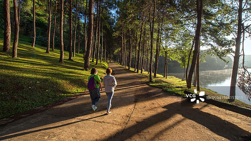 松树林的旅行者图片素材