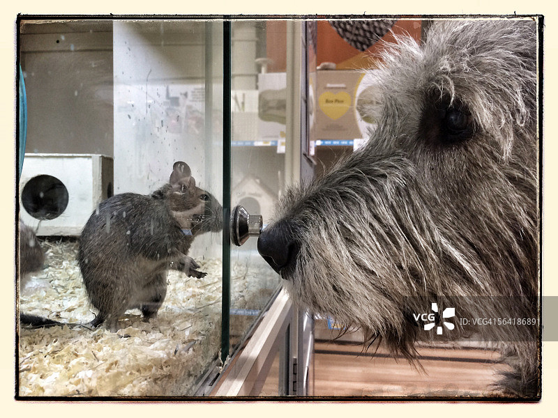 小狗看宠物店笼子里的老鼠图片素材