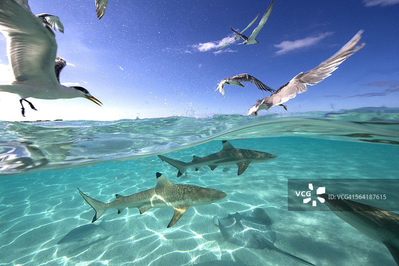 鸟类、鳐鱼和黑鳍鲨的觅食狂潮，塔希提岛，法属波利尼西亚图片素材