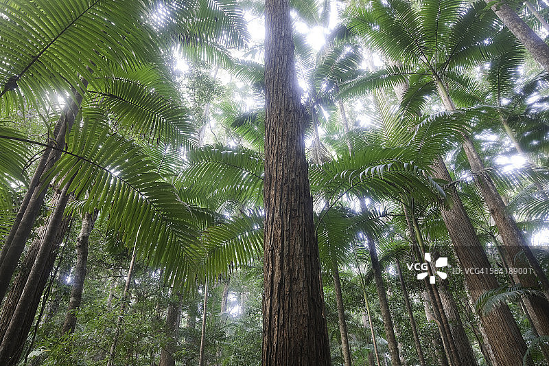澳大利亚弗雷泽岛派尔山谷的缎木树图片素材