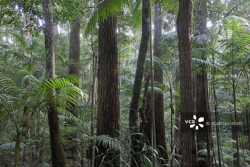 澳大利亚弗雷泽岛派尔山谷的缎木树图片素材