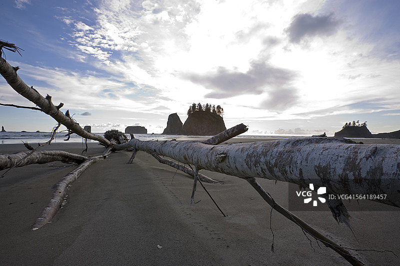 美国华盛顿州奥林匹克国家公园的浮木图片素材