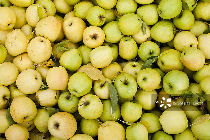 华盛顿中部苹果酒压榨机旁的一堆黄色苹果图片素材