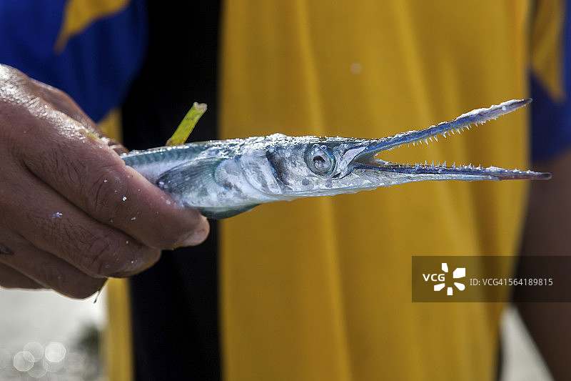 印度尼西亚吉利艾尔岛的金梭鱼图片素材