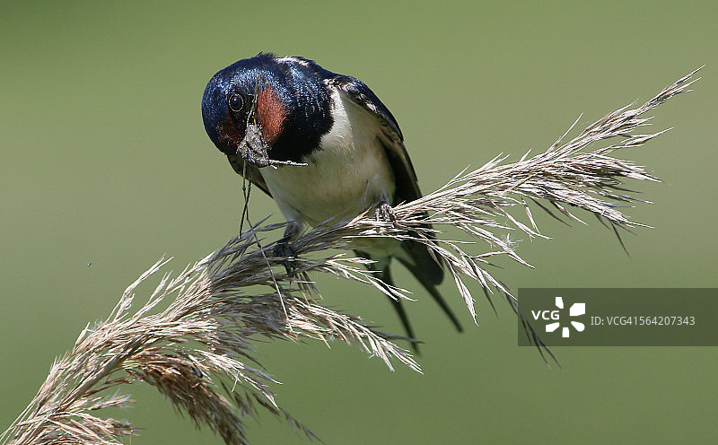 正在筑巢的家燕图片素材
