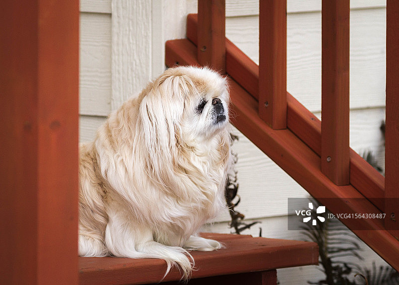 年长的京巴犬等待主人图片素材