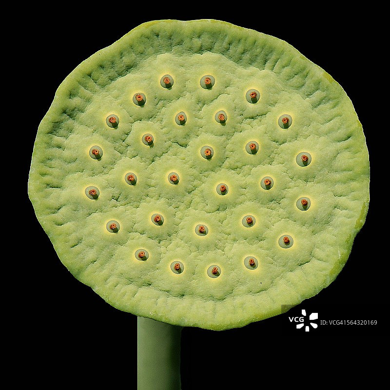 莲蓬种子图片素材