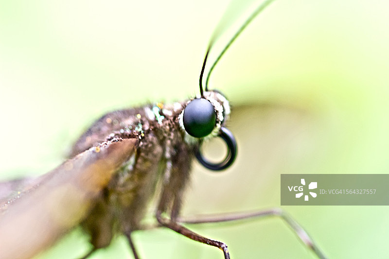 麝凤蝶图片素材