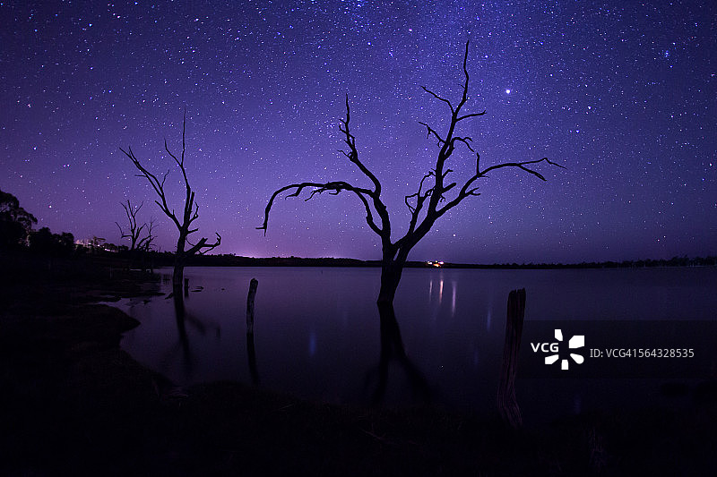 默里河中的枯死桉树，澳大利亚图片素材