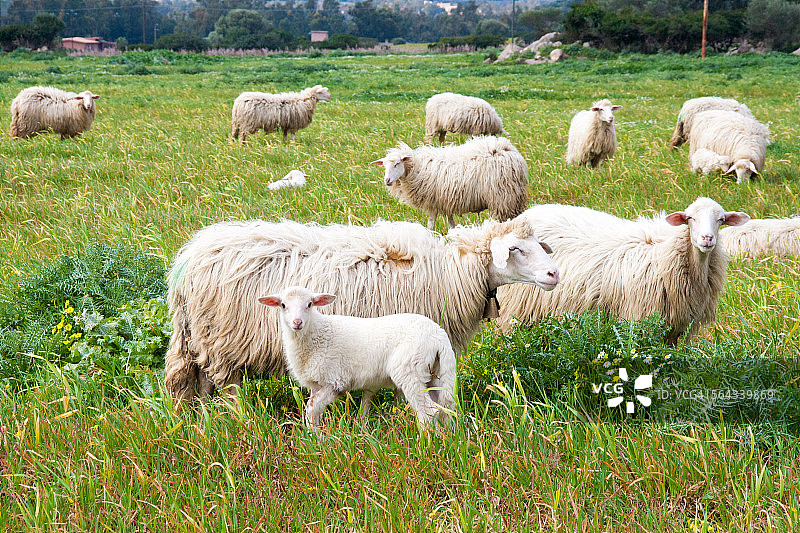 撒丁岛：绵羊和羔羊图片素材