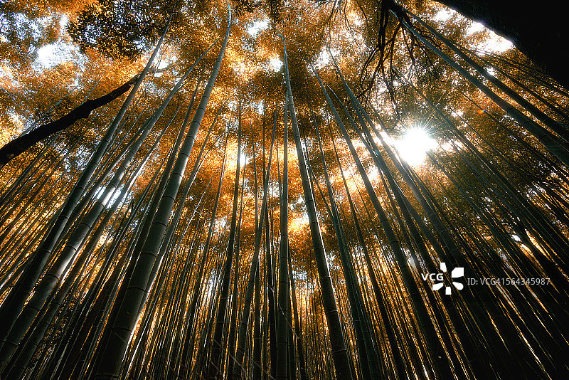 岚山竹林图片素材