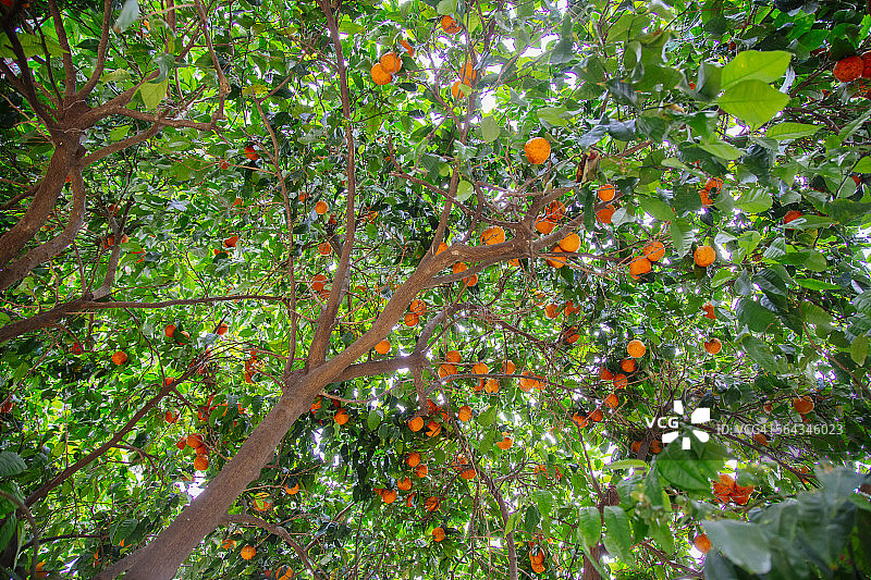 意大利罗马阿文提诺山的橘子树图片素材