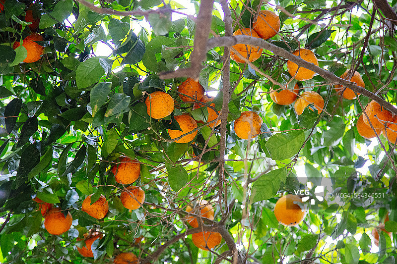 意大利罗马阿文提诺山的橘子树图片素材
