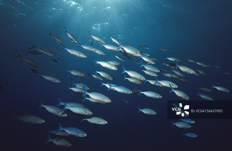 多线金梭鱼图片素材