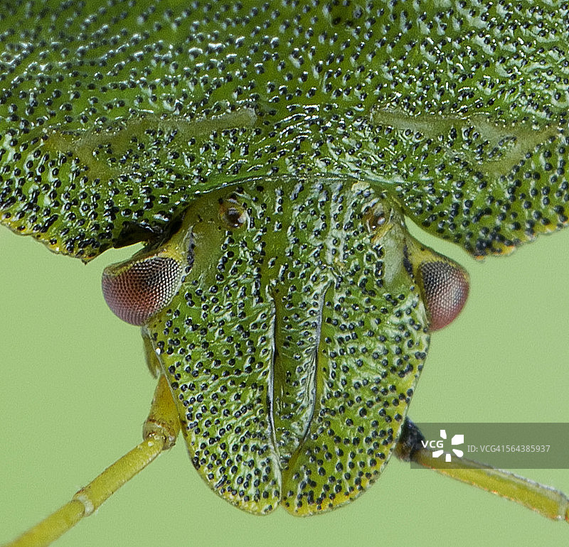 绿色山楂盾虫图片素材