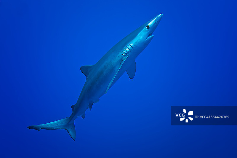 蓝鲨图片素材