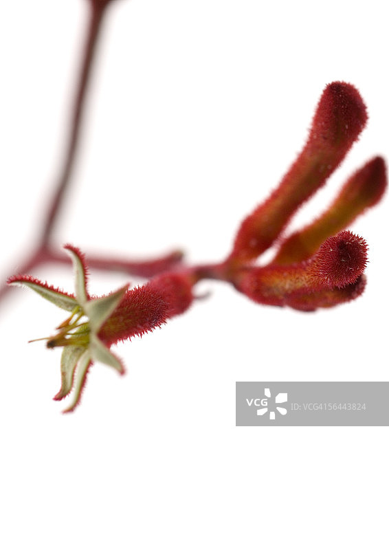 袋鼠爪花图片素材