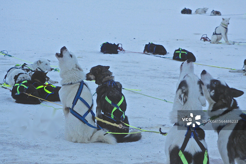 特罗姆瑟的哈士奇图片素材