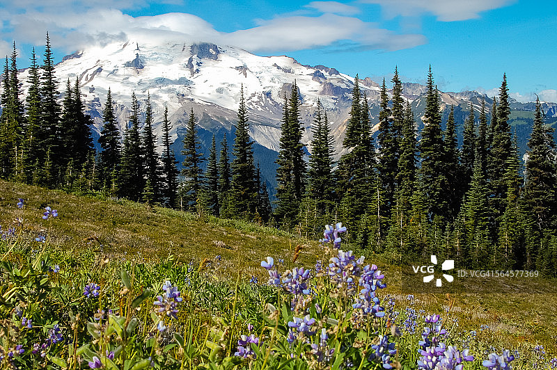 冰川峰与羽扇豆图片素材