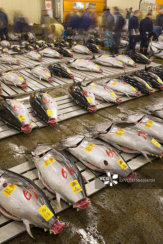 筑地市场的新鲜金枪鱼图片素材