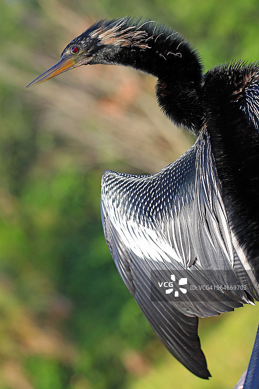 展示翅膀的蛇鹈，又名蛇鸟图片素材