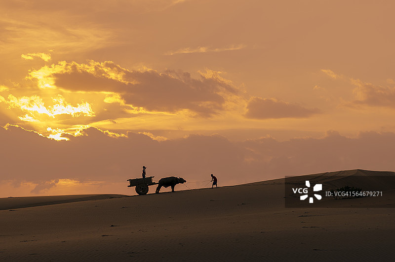 孩子们乘坐牛车穿过沙丘图片素材