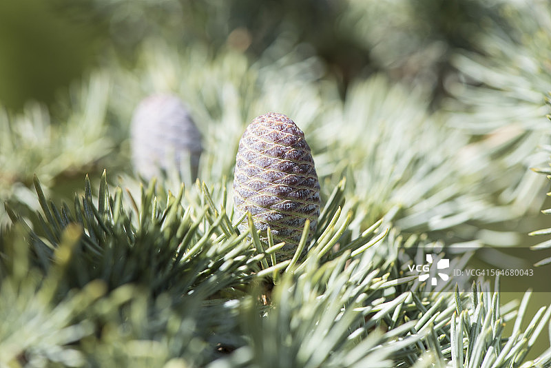 雪松，大西洋雪松，松果图片素材
