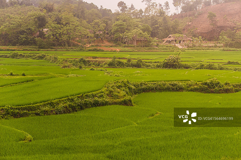 通往越南沙巴的绿色田野图片素材