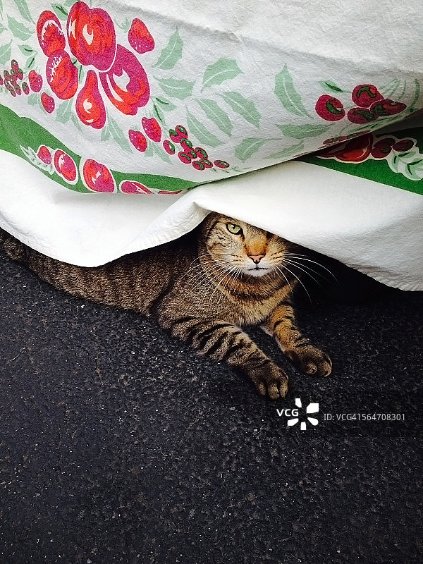 虎斑猫藏在复古桌布下图片素材