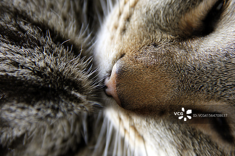 虎斑猫鼻子特写图片素材