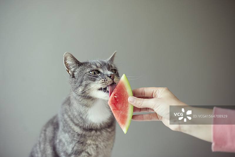 可爱的小猫图片素材