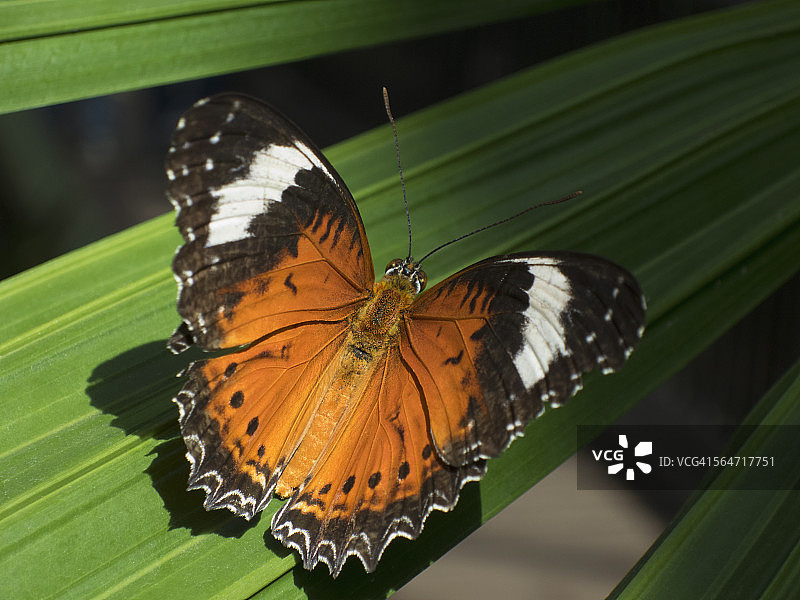 豹纹蛱蝶停留在叶子上特写图片素材