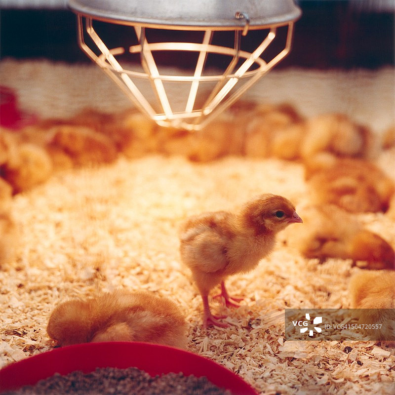 孵化器灯下的小鸡图片素材