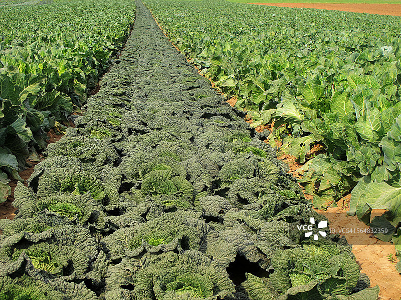 田野上的萨沃伊甘蓝和尖头甘蓝图片素材