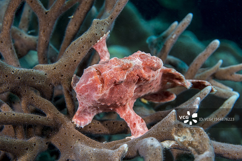 海绵中的粉色巨型灯笼鱼图片素材