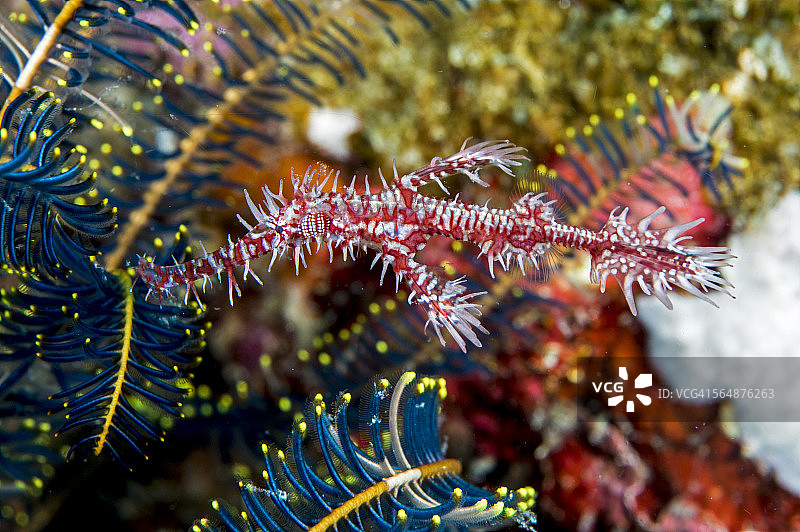 红色华丽海龙图片素材