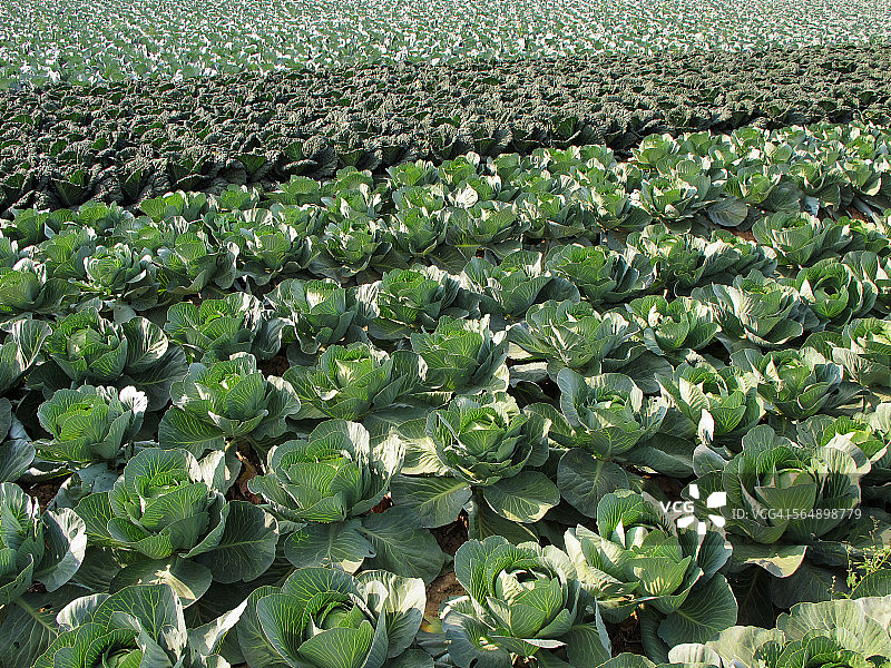 甘蓝菜品种图片素材