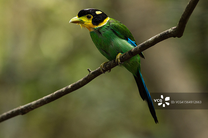 长尾绿阔嘴鸟图片素材
