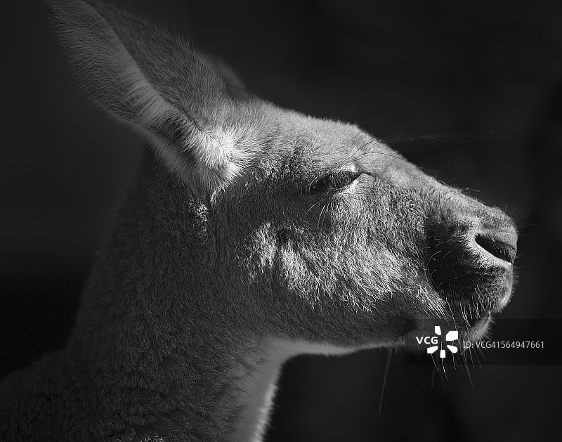 澳大利亚新南威尔士州袋鼠肖像图片素材