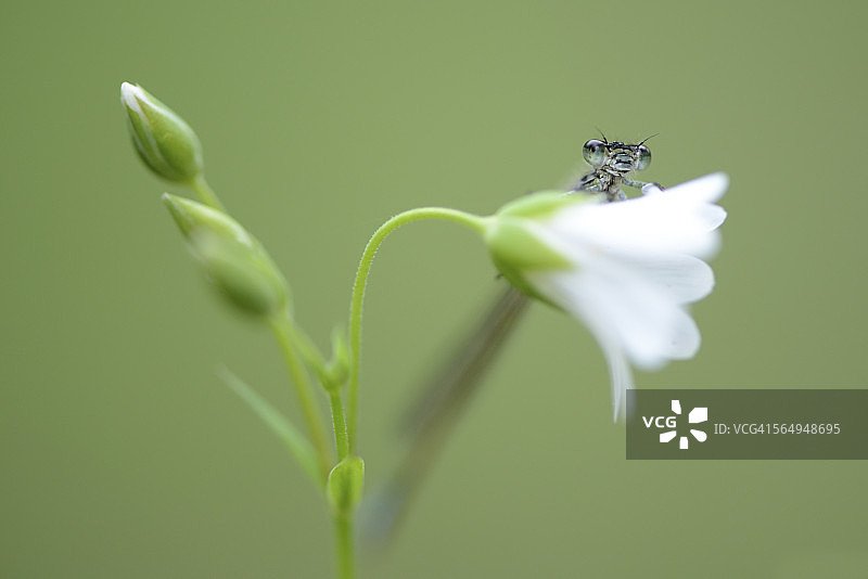 普通蓝蜻蜓，Enallagma cyathigerum图片素材