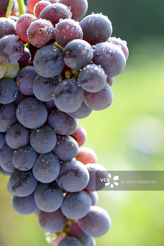 桑娇维塞葡萄图片素材