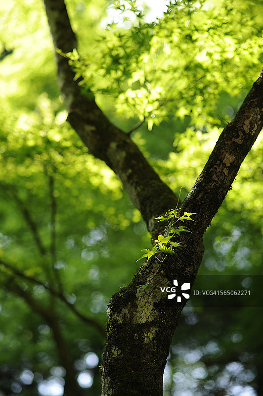聚光灯照亮了绿色植物图片素材