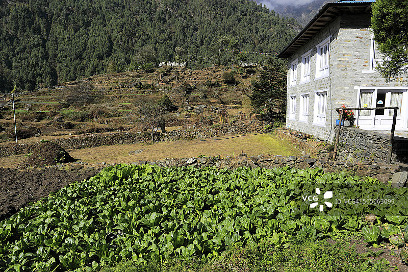 卢克拉村生长的农作物图片素材