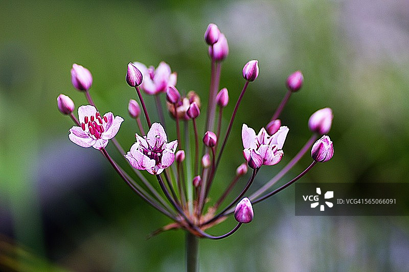 伞形花序图片素材